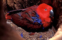 Eclectus parrot (Eclectus roratus) female, sitting in nest, Indonesia. Captive.