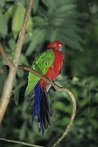 Moluccan king parrot (Alisterus amboinensis) perched on branch, Ambon, Indonesia. Captive.