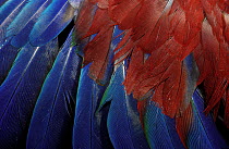 Eclectus parrot (Eclectus roratus) female, wing feather detail, Cape York, Australia.