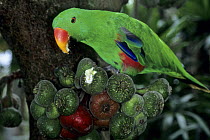 Eclectus parrot (Eclectus roratus) male, feeding on figs, Bali Bird Park, Indonesia. Captive.