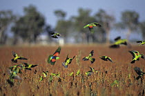 Red-winged parrot (Aprosmictus erythropterus) natural pied mutant colour morph, landing in farmland to feed, Northern Territory, Australia.