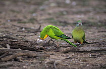 Superb parrots (Polytelis swainsonii) pair, standing on the ground foraging among dead branches, New South Wales, Australia.