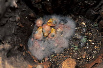 Eastern rosella (Platycercus eximius) chicks in nest, New South Wales, Australia. Captive.