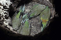 Four Red-rumped parrot (Psephotus haematonotus) chicks in nest hole,Tamworth, New South Wales, Australia.
