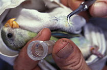 Person taking a feather from Golden shouldered parrot (Psephotus chrysopterygius) chick, for DNA sampling,  Artemis Station, Queensland, Australia. Endangered.