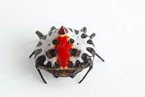 West African button spider (Aetrocantha falkensteini) portrait, from Bioko Island, Equatorial Guinea.