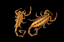 Namibian lesser-thicktail scorpions (Uroplectes otjimbinguensis) pair, portrait, male on left, Verve Biotech, Nebraska. Captive, occurs in Angola and Namibia.
