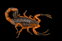 Fischer's lesser-thicktail scorpion (Uroplectes fischeri) juvenile, portrait, Verve Biotech, Nebraska. Captive, occurs in Africa.
