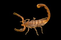 Common lesser-thicktail scorpion (Uroplectes carinatus) portrait, Verve Biotech, Nebraska. Captive, occurs in Africa.