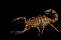Pakistan black fat-tailed scorpion (Androctonus baluchicus) portrait, Verve Biotech, Nebraska. Captive.