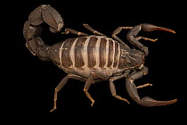 Ebony fat-tailed scorpion (Androctonus gonneti) portrait, Verve Biotech, Nebraska. Captive, occurs in North Africa and Middle East.