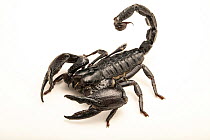 Cave-clawed scorpion (Pandipalpus viatoris) portrait, Verve Biotech, Nebraska. Captive, occurs in Africa.