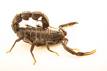 Black fat-tailed scorpion (Androctonus bicolor) portrait, Verve Biotech, Nebraska. Captive, occurs in North Africa and Middle East.