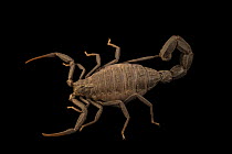 A mainland Aeneas fat-tailed scorpion (Androctonus aeneas) portrait, Verve Biotech, Nebraska. captive, occurs in North Africa.