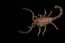 Djerba Island Aeneas fat-tailed scorpion (Androctonus aeneas) portrait, Verve Biotech, Nebraska. Captive, occurs in North Africa.