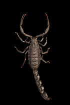 Moroccan fat-tailed scorpion (Androctonus mauritanicus) portrait, Verve Biotech, Nebraska. Captive, occurs in North Africa.