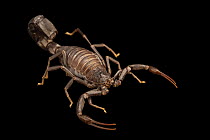 Moroccan black fat-tailed scorpion (Androctonus liouvillei) portrait, Verve Biotech, Nebraska. Captive, occurs in North Africa.