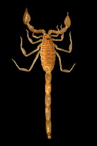 Thick-pincer scorpion (Vachoniolus globimanus) portrait, Fujairah Wildlife, UAE. Captive.