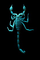 Thick-pincer scorpion (Vachoniolus globimanus) under UV light showing fluorescence, portrait, Fujairah Wildlife, UAE. Captive.