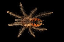Ecuadorian black-beauty tarantula (Pamphobeteus sp. 'Manganegra') portrait, Verve Biotech, Nebraska. Captive, occurs in South America.