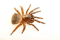 Torreya trap-door spider (Cyclocosmia torreya) female, portrait, Verve Biotech, Nebraska. Captive, occurs in Florida, USA.