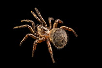 Torreya trap-door spider (Cyclocosmia torreya) female, portrait, Verve Biotech, Nebraska. Captive, occurs in Florida, USA.
