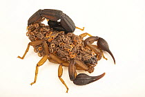Edward's bark scorpion (Centruroides edwardsii) female, carrying brood of hatchlings on her back, private collection. Captive, occurs in Central America.