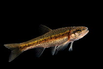 Smoky dace (Clinostomus sp.) portrait, Marion Conservation Aquaculture Center, North Carolina. USA. Captive, this species is only found in the Little Tennessee River basin.