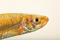 Mountain shiner (Lythrurus lirus) head portrait, from the wild, North Fork Creek, Bedford County, Tennesse, USA.