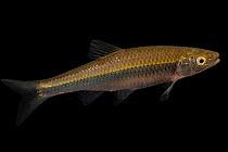 Spotfin shiner (Cyprinella spiloptera) portrait, from the wild, Duck River, Tennessee, USA.