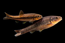 Dixie chubs (Semotilus thoreauianus) pair, male top, portrait, private collection, Knoxville, Tennessee. The fish are originally from the Choctawhatchee River, Alabama, USA. Captive.