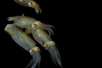 Group of Atlantic brief squids (Lolliguncula brevis) portrait, Gulf Specimen Marine Lab and Aquarium, Florida. Captive, occurs in western Atlantic Ocean.