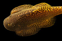 Chinese porcupine loach (Beaufortia kweichowensis) portrait, Loveland Living Planet Aquarium. Captive, occurs in China.