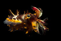 Pfeffer's flamboyant cuttlefish (Metasepia pfefferi) portrait, Dallas World Aquarium. Captive, occurs in Indo-Pacific.