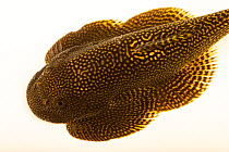 Borneo sucker loach (Gastromyzon ctenocephalus) portrait, Loveland Living Planet Aquarium. Captive, occurs in Borneo.
