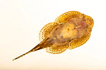 Reticulated hillstream loach (Sewellia lineolata) portrait, Loveland Living Planet Aquarium. Captive, occurs in Vietnam.