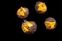 Four Rubber ducky isopods (Cubaris sp.) curled up, portrait, Josh's Frogs, Michigan, USA. Captive.
