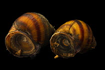 Two Banded mystery snails (Callinina georgiana) portrait, from the wild, Round Island Creek, Alabama, USA.