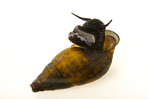 Sooty elimia snail (Elimia paupercula) portrait, from the wild, Little Cypress Creek, Alabama, USA.