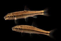 Two Bluehead chubs (Nocomis leptocephalus) portrait, Marion Conservation Aquaculture Center. These individuals are from the Little River, Yadkin-PeeDee River system, North Carolina, USA. Captive.