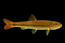 Redtail chub (Nocomis effusus) portrait, from the wild,  Buffalo River, Lewis County, Tennessee, USA.