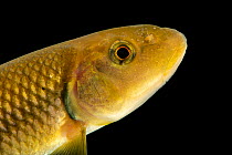 Redtail chub (Nocomis effusus) head portrait, from the wild,  Buffalo River, Lewis County, Tennessee, USA.