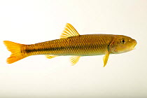 Redtail chub (Nocomis effusus) portrait, from the wild,  Buffalo River, Lewis County, Tennessee, USA.