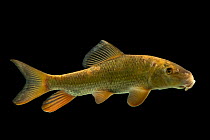 Silver redhorse (Moxostoma anisurum) portrait, from the wild, Duck River, Tennessee, USA.