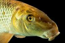 Silver redhorse (Moxostoma anisurum) head portrait, from the wild, Duck River, Tennessee, USA.