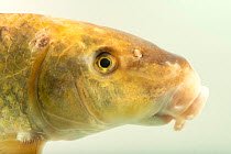Silver redhorse (Moxostoma anisurum) head portrait, from the wild, Duck River, Tennessee, USA.