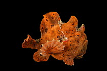Painted frogfish (Antennarius pictus) portrait, Omaha's Henry Doorly Zoo and Aquarium. Captive, occurs in Red Sea and Indo-Pacific.