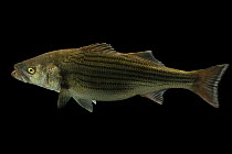 Striped bass (Morone saxatilis) portrait, from the wild, Duck River, Tennessee, USA.