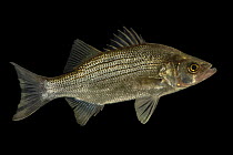 White bass (Morone chrysops) portrait, from the wild, Duck River, Tennessee, USA.