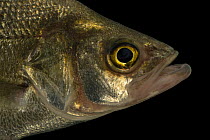 White bass (Morone chrysops) head portrait, from the wild, Duck River, Tennessee, USA.